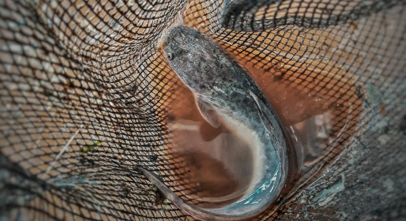 Lebukott a balatoni halász: súlyos büntetés kapott a trükközésért