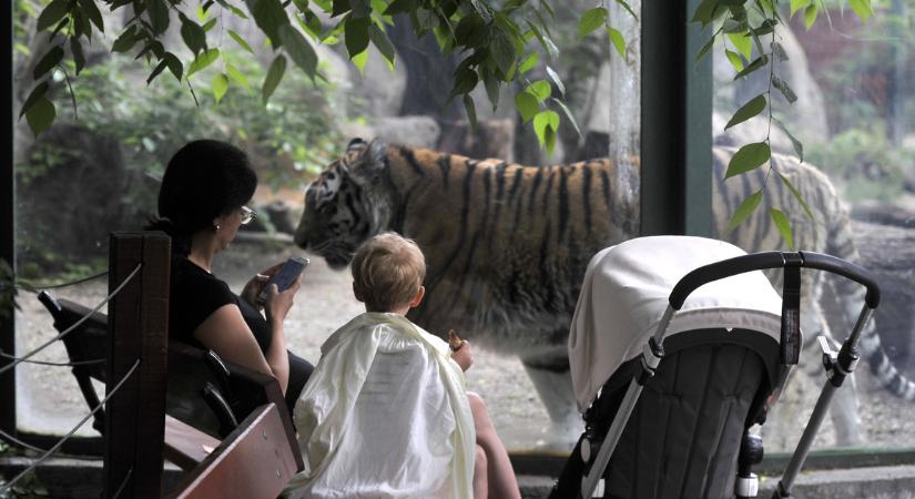 A budapesti állatkertben eddig még tesztelni sem kellett senkit