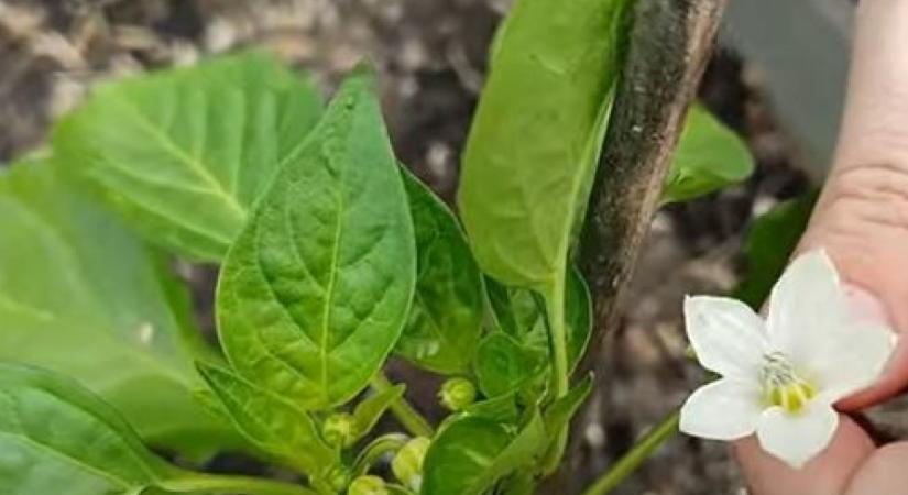 Paprika: ha ezt teszed a virággal, rengeteget terem