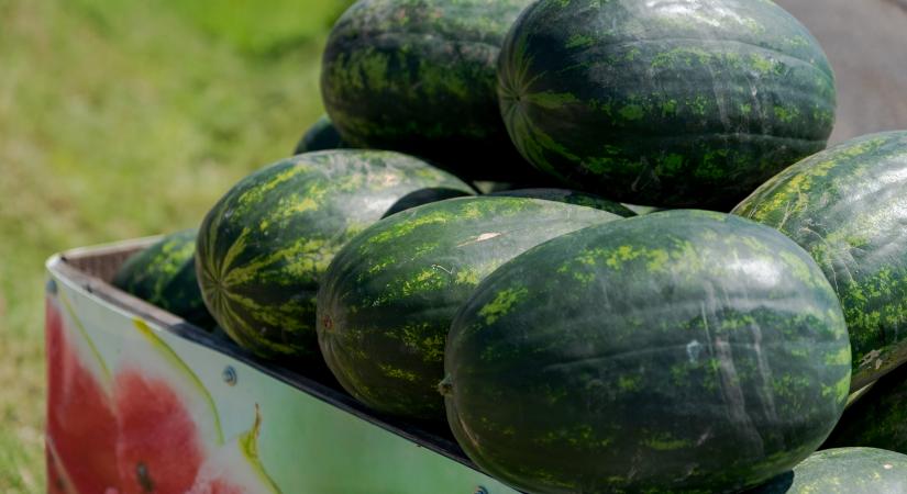 “Félidei” dinnyekörkép: Nehéz szezon, piacromboló akciók, elkeseredett termelők