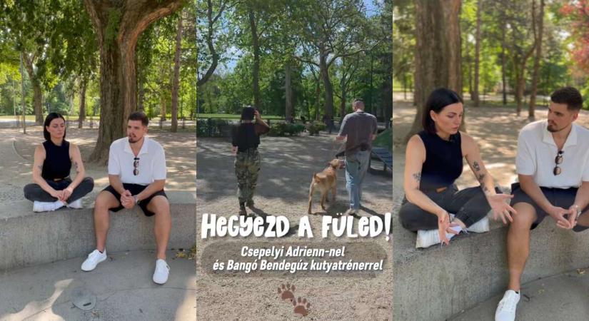 A kutyák a mentális egészségünknek is jót tesznek – Hegyezd a füled! (videó)