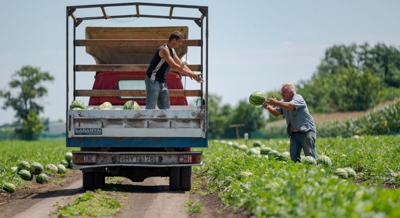 Veszélybe került a hazai dinnyetermesztés: nyomott árak, gyenge hozam, csökkenő termelői kedv
