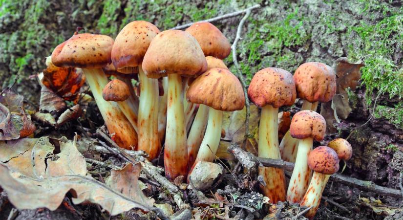 Ez a megtévesztő gomba nő most a hazai erdőkben: ehetőnek tűnik, pedig veszélyes