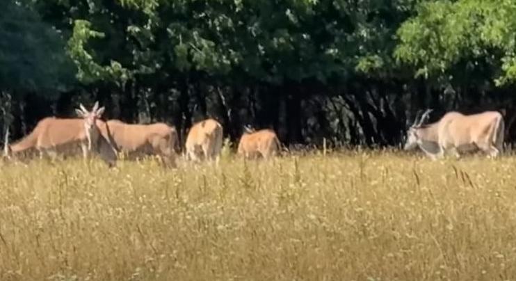 Antilopok Hatvanpusztánál: megszólalt a Mészáros Csoport