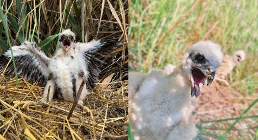 Erősödő rétihéja állomány a Körös-Maros Nemzeti Parkban