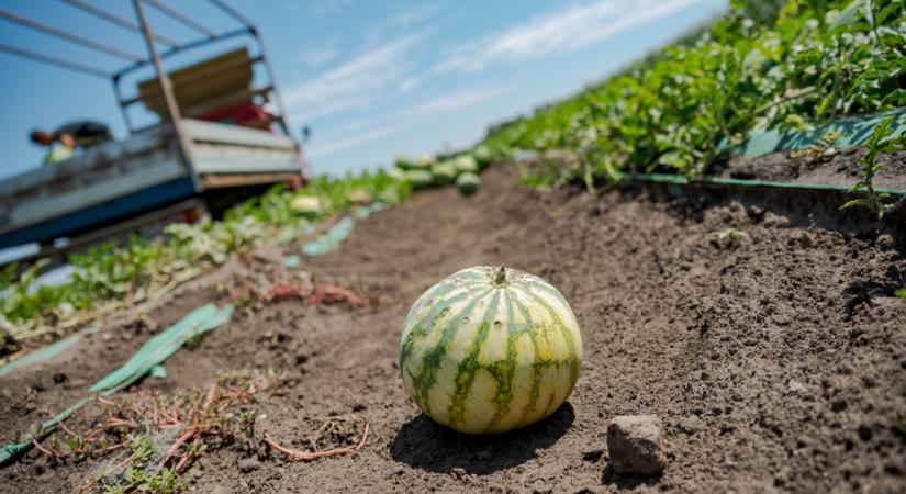 A piacromboló akciók miatt elkeseredettek a dinnyetermelők