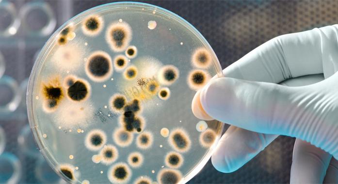 A Salmonella-fertőzés (salmonellosis) típusai