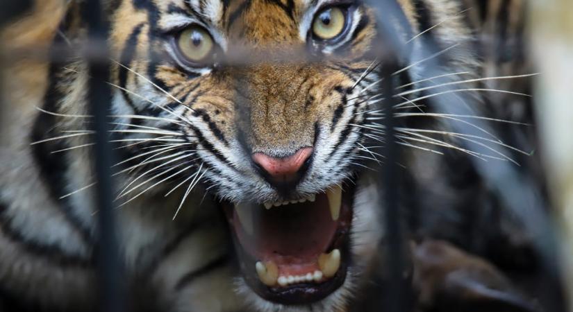 Megölt egy állatkerti dolgozót egy tigris Jeruzsálemben