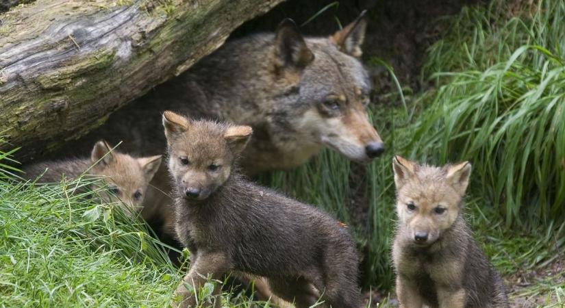 Vadkamerán az idei farkaskölykök az Aggteleki-karsztban