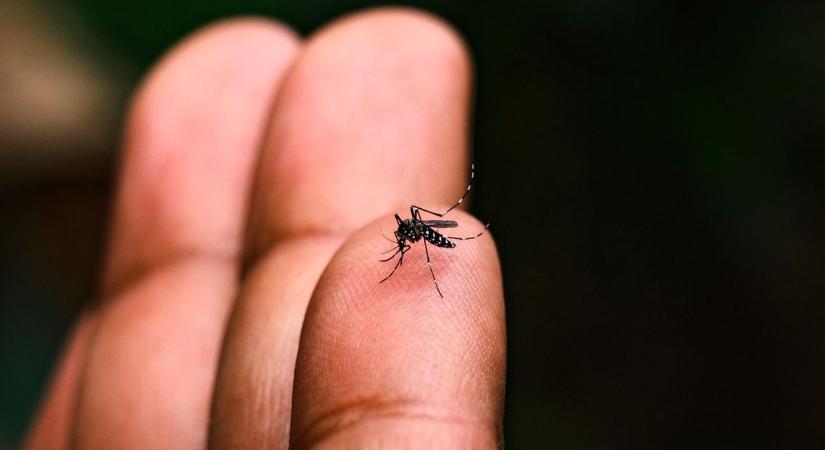 Felfedezés: ezért téged csíp meg mindig a szúnyog