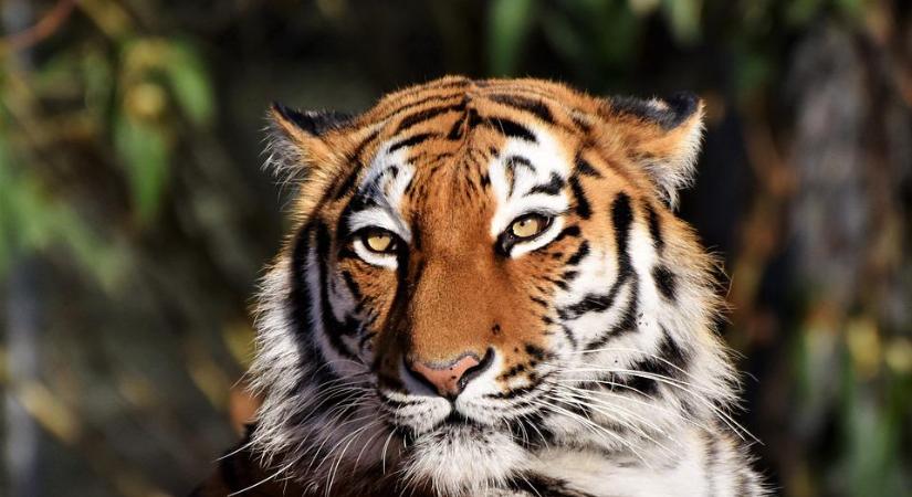 Vérfürdő az állatkertben: halálra marcangolta a gondozóját egy tigris