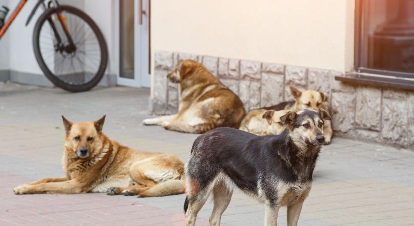Megható, amit egy magánember tett ezekért a csatornában élő kiskutyákért