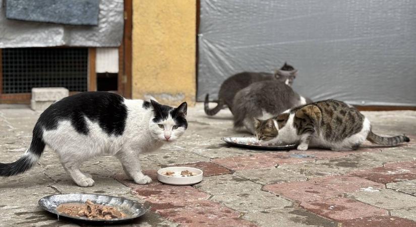 Kóbor macskák okoznak feszültséget a lakótelepen