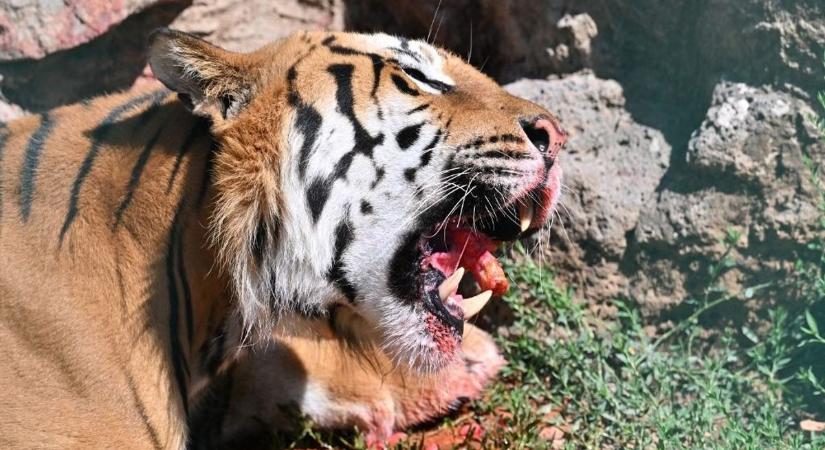 Tigris ölt meg egy állatkerti dolgozót