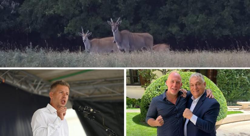 Hatvanpusztai antilopok: őket is tartják, minket is – hülyének