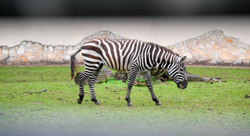 Kocsis Máté bejelentette: megalakul a Zebra Digitális Polgári Kör