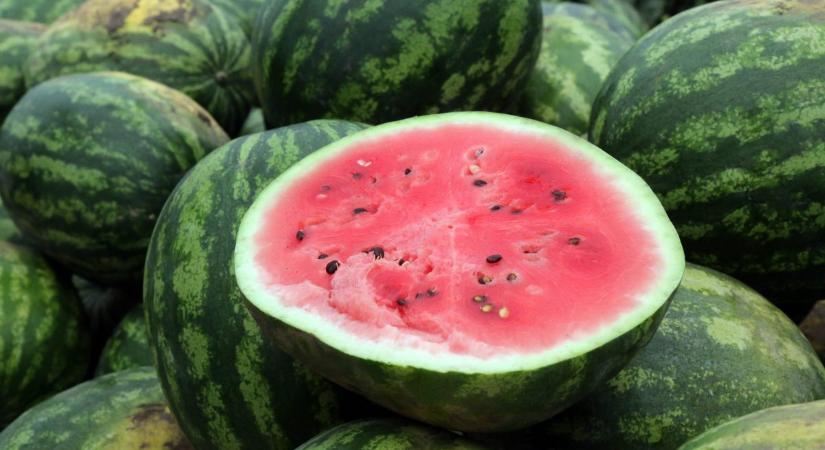 Megborult a dinnyeszezon: késés, hozamkiesés és nyomott árak