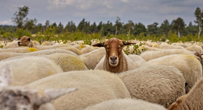 Állatbetegségek kórokozói vesznek körül bennünket