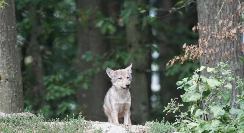 Aggteleki farkaskölykök vidám pillanatai vadkamerán