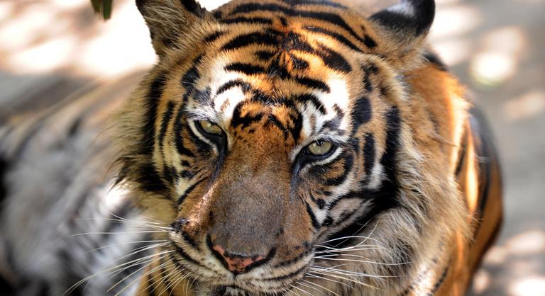 Kitört a ketrecéből és megölte gondozóját egy állatkerti tigris