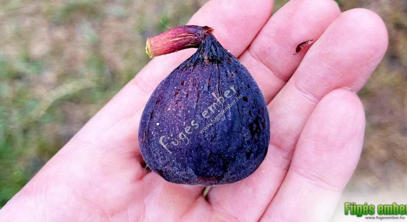 Nerucciolo D'Elba füge – fajtabemutató
