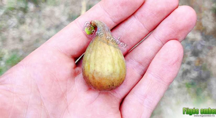 Rossellino füge – fajtabemutató