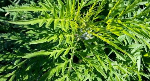 Közeleg a 2025-ös parlagfűszezon: már most tüneteket okozhat a pollen