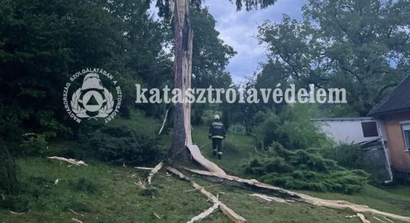 Negyven méteres fenyőfát hasított szét egy villámcsapás Zalában