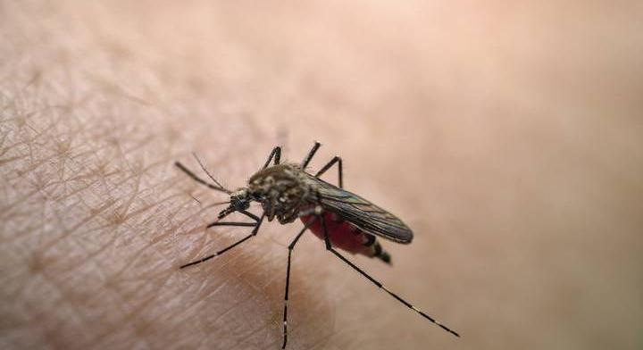 Kannibál szúnyogokat vetnek be a rettegett járvány megelőzés e érdekében Kínában