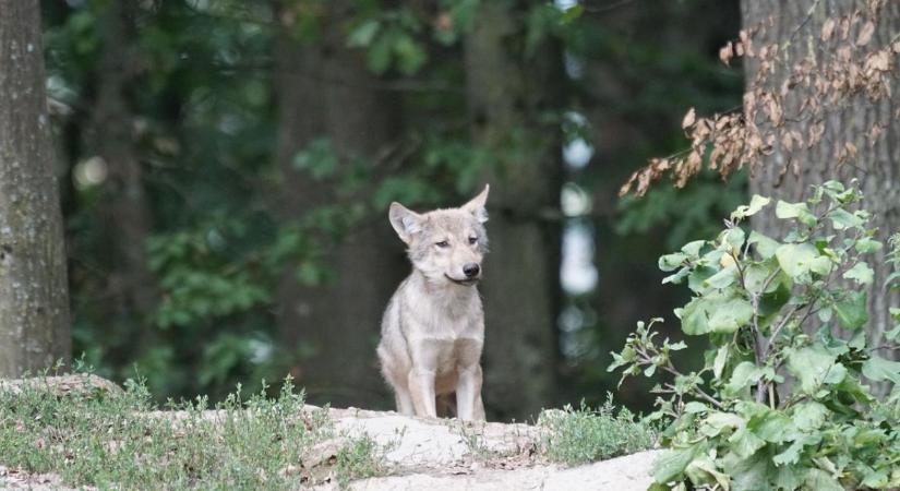 Farkaskölykök játékát örökítette meg egy vadkamera az Aggteleki-karszton