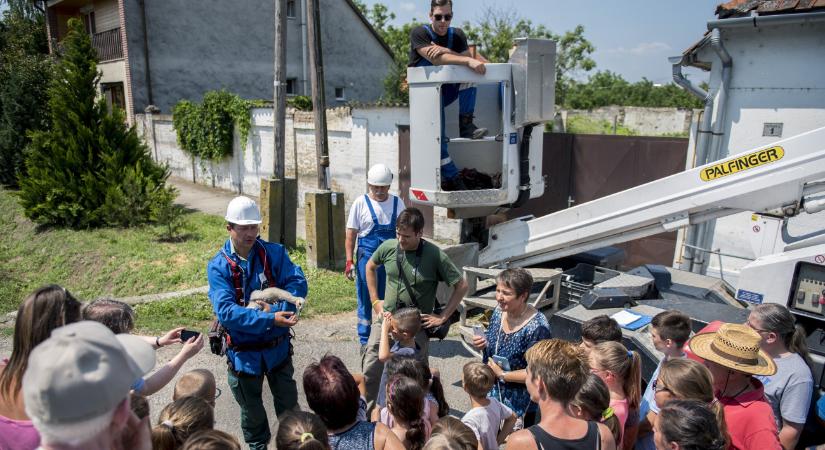 Megkapták a gyűrűket, most már kirepülhetnek a gólyafiókák