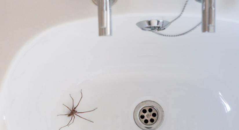 Ezzel a vegyszermentes trükkel soha nem jelennek meg pókok a fürdőben