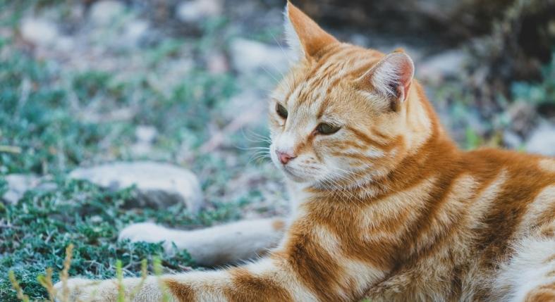 Kinti macska tartása: erre az 5 dologra figyelj, ha kijárós a cicád!