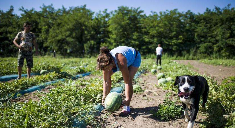 Új szabályok vonatkoznak az alkalmi munkavállalókra, beindult a szezon