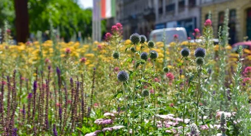 Zöldtetők, esőkertek – így válaszol Budapest a szélsőséges időjárásra