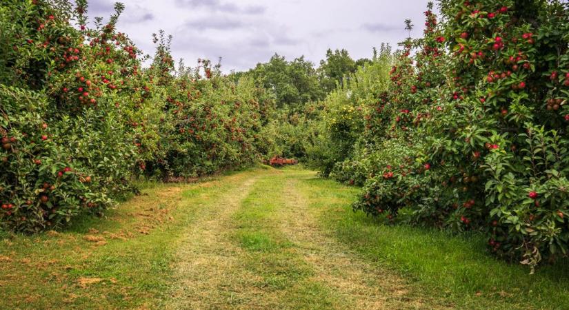 Árban vetekszik a banánnal – idén is hiánycikk lehet ez a gyümölcs