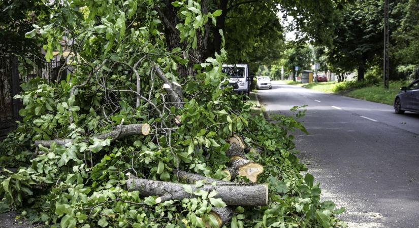 Fa akadályozta a forgalmat a debreceni Epreskert utcán