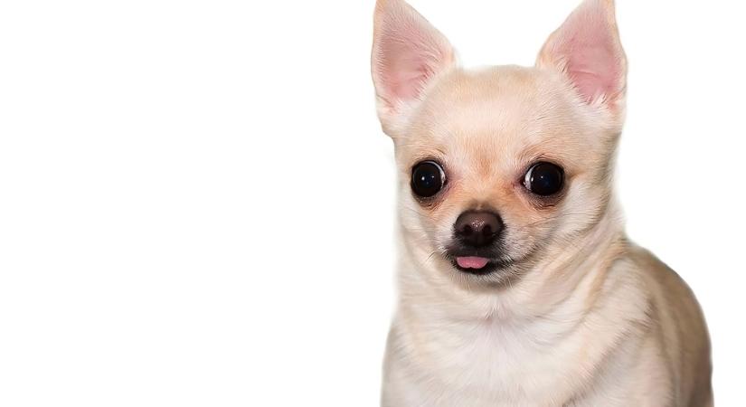 Kiderült az igazság: a kutyák tényleg felismerik a jó embereket?