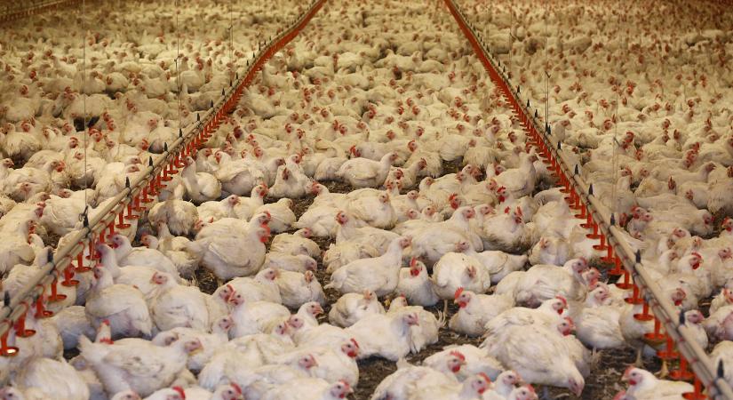 Évi 60 milliárd forint kár is érheti a magyar baromfitermelőket Nagy Márton gazdaságpolitikája miatt