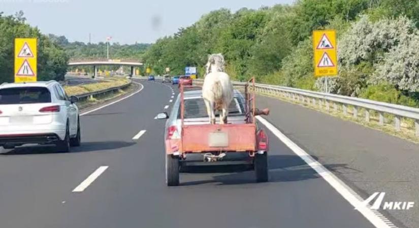 Utánfutón szállítottak egy lovat az M7-esen, az állat rögzítve sem volt