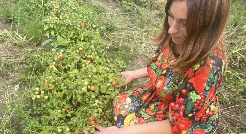 A gazda szeme neveli a vegyszermentes növényt, vallja a fiatal erdőtelki őstermelő