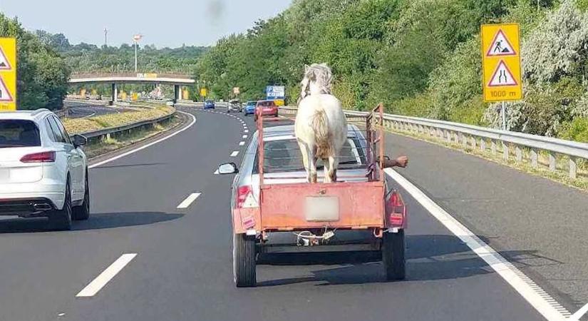Ritka, mint fehér ló az M7-esen... Várjunk csak! (videó)
