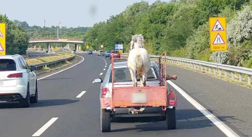 Mint egy zsák krumplit, úgy szállította valaki a lovát az autópályán