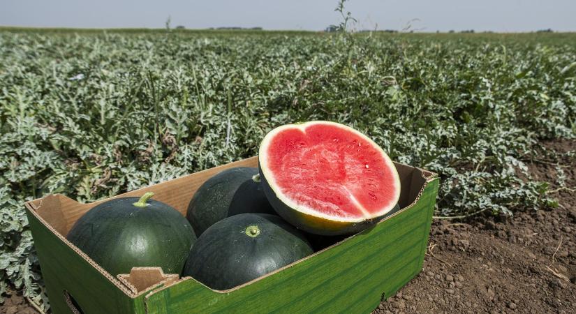 Meredeken zuhanni kezdett a dinnye ára, a termelési szint megmaradásához azonban ez kevés