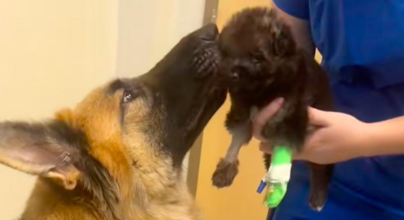 Nehezen indul a kiskutya élete: amikor újra láthatja az édesanyját, az a tiszta boldogság - Videó