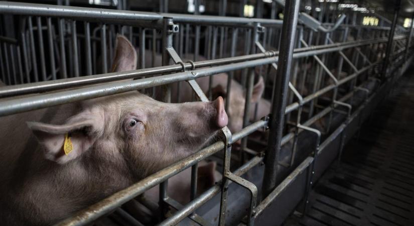 Disznókkal etetett meg két meggyilkolt nőt a dél-afrikai munkás, mégis megúszhatja