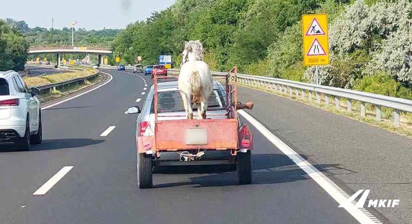 Úgy szállítottak élő lovat az M7-esen, ahogy egy hintalovat sem szabadna