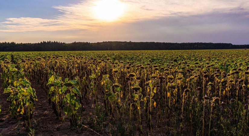 Túlélési stratégia a nyári aszályban: kálium és biostimulátorok