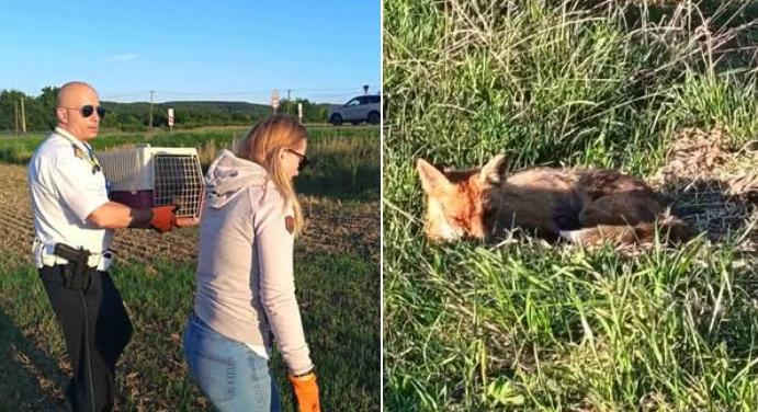 Elütött kisróka mentésében segítettek a zalai zsaruk