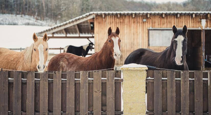 Egy kis vadnyugat keleten: új kedvencek az istállókban